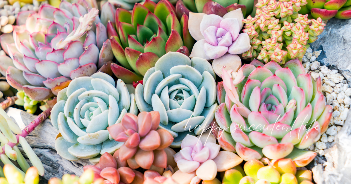 site_titlehappy succulent life