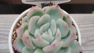 img_20240427_12544411409707151