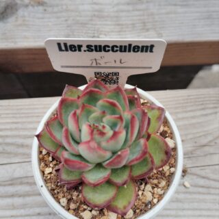 エケベリア群生 】鉢直径38センチのデカベリア7株➕20株のモッキモキ