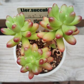 専用。韓国苗　ルビーティント大頭　超美抜き苗 ルビーティント⑭ 6㎝ポット抜き苗 多肉植物 - メルカリ