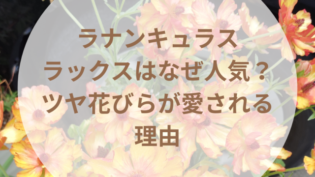 ラナンキュラスラックはなぜ人気?