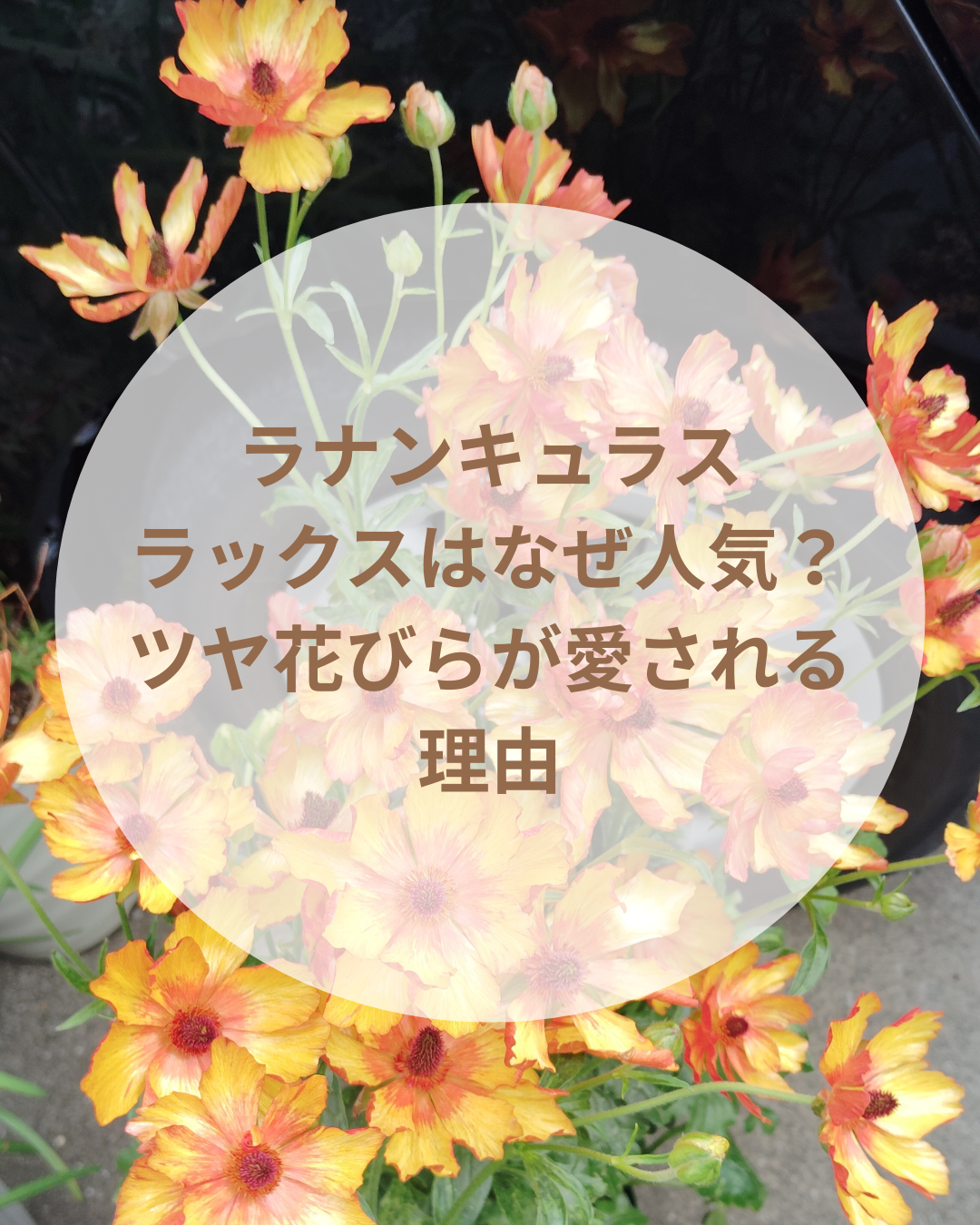 ラナンキュラスラックはなぜ人気？